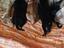 Immagine 5