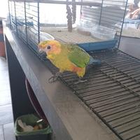 Piccolo di conuro del sole