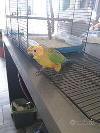 Piccolo di conuro del sole