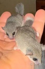 mini ghiro africano 
