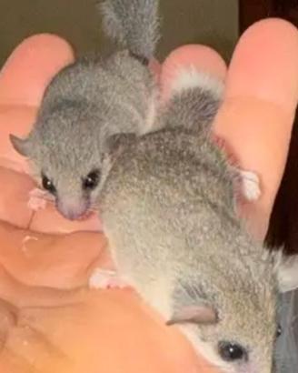 mini ghiro africano 