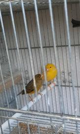 Canarini maschi