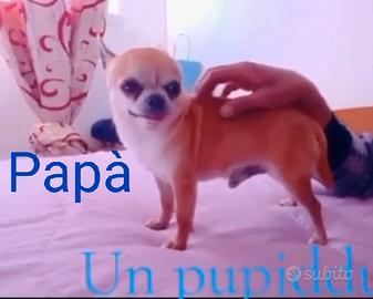 chihuahua 