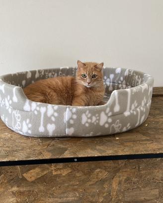 Gatti adulti