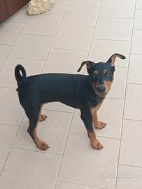 Cuccioli Pinscher nano 3 mesi