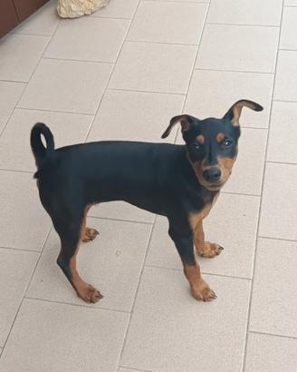Cuccioli Pinscher nano 3 mesi