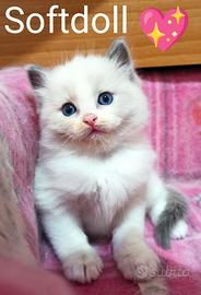 Cuccioli ragdoll disponibili bicolor