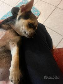 Chihuahua