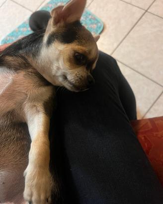 Chihuahua