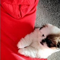 Cuccioli di pecchinesi taglia piccola