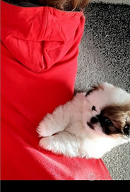 Cuccioli di pecchinesi taglia piccola