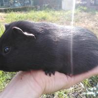Cavia / Porcellino d'India