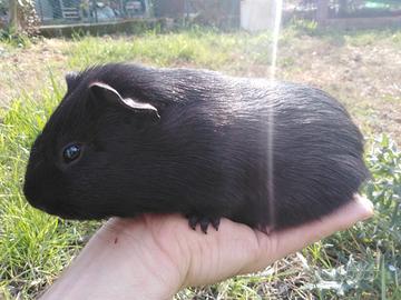 Cavia / Porcellino d'India