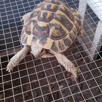 Tartaruga più terrario