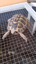 Tartaruga più terrario