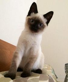 Gattina Siamese