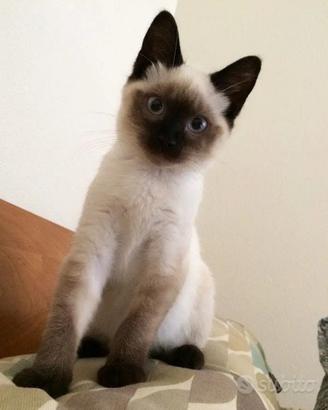 Gattina Siamese
