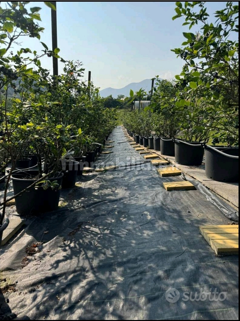 Terreno agricolo a trescore balneario - Vista 5