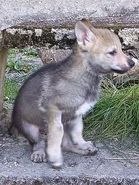 Cuccioli maschi lupo cecoslovacco