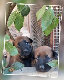 Allevamento Pastore Belga Malinois in Calabria. 