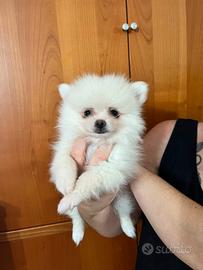volpino di Pomerania