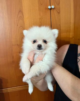 volpino di Pomerania
