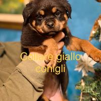 Cuccioli di Rottwailer