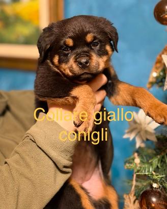 Cuccioli di Rottwailer