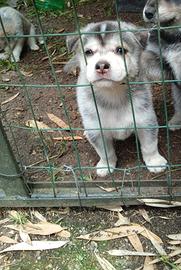 Husky