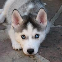 Cane husky