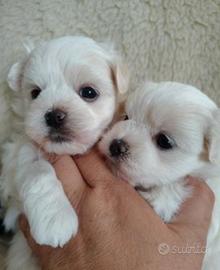 Taglia mini cuccioli maltesi