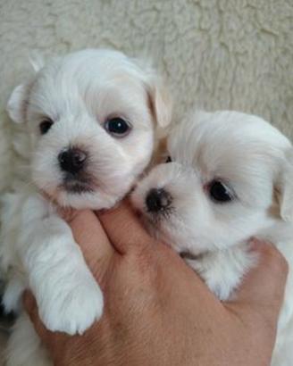 Taglia mini cuccioli maltesi