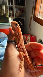 Drago barbuto red/orange