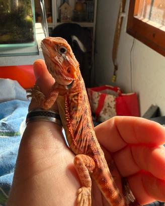 Drago barbuto red/orange
