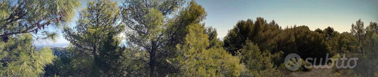 Terreno boschivo Montegiordano Marina - Vista 4