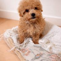 Cucciola Barboncino TOY