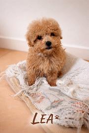 Cucciola Barboncino TOY