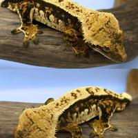 Geco Ciliatus Tricolor