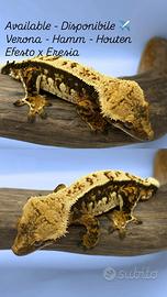 Geco Ciliatus Tricolor