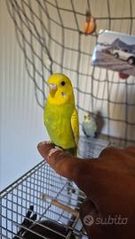 Vendita cocorito femmina