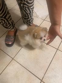 Volpina di Pomerania nana