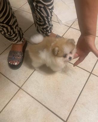 Volpina di Pomerania nana