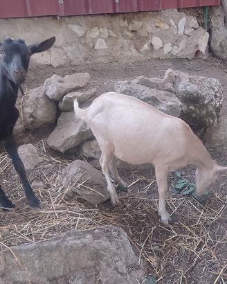coppia di capra e becchetto