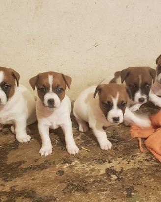 Jack russell terrier cuccioli a pelo corto