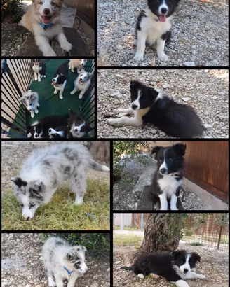 Cuccioli di Border collie ( bordercollie )