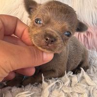 Chihuahua