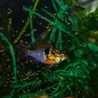 Mikrogeophagus ramirezi ciclidi nani acquari pesci