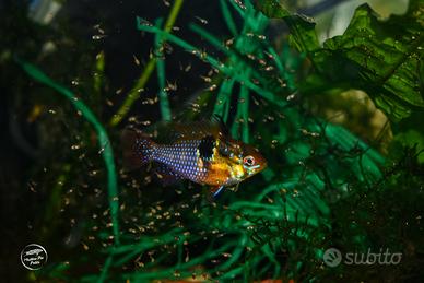 Mikrogeophagus ramirezi ciclidi nani acquari pesci