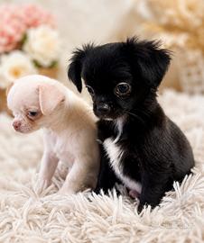 Cucciolo chihuahua femmina