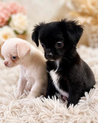 Cucciolo chihuahua femmina